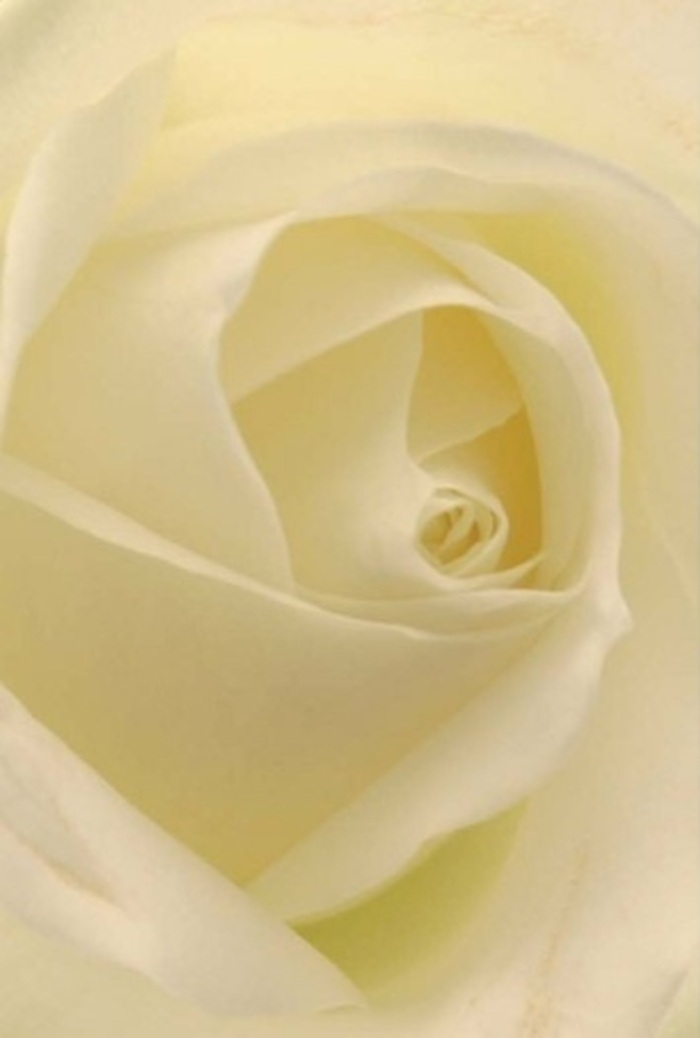A breathtaking close-up of a classic white rose arranged in Fulham captures the soul of sophistication and calm. Its petals are layered in gentle gradients, weaving snowy white and creamy hues that evoke the soft light filtering through Chelsea's leafy squares. The composition is a study in peace, its intricate spiral core radiating an understated confidence-fit for wedding tables at venues near Hammersmith or as a refined gesture of apology or affection between friends on North End Road. Delicate shadows and diffused highlights enhance the bloom's depth, making every fold and curl feel alive with meaning and beauty. Even without seeing, it's easy to imagine a fragrant note-pure, subtle, and inviting-hovering in the air, the hallmark of local floral craftsmanship. Every petal speaks to the passion and dedication of Fulham's florists, ready to communicate what words so often leave unsaid, whether for celebration, comfort, or new beginnings, delivered thoughtfully across the neighbourhood.